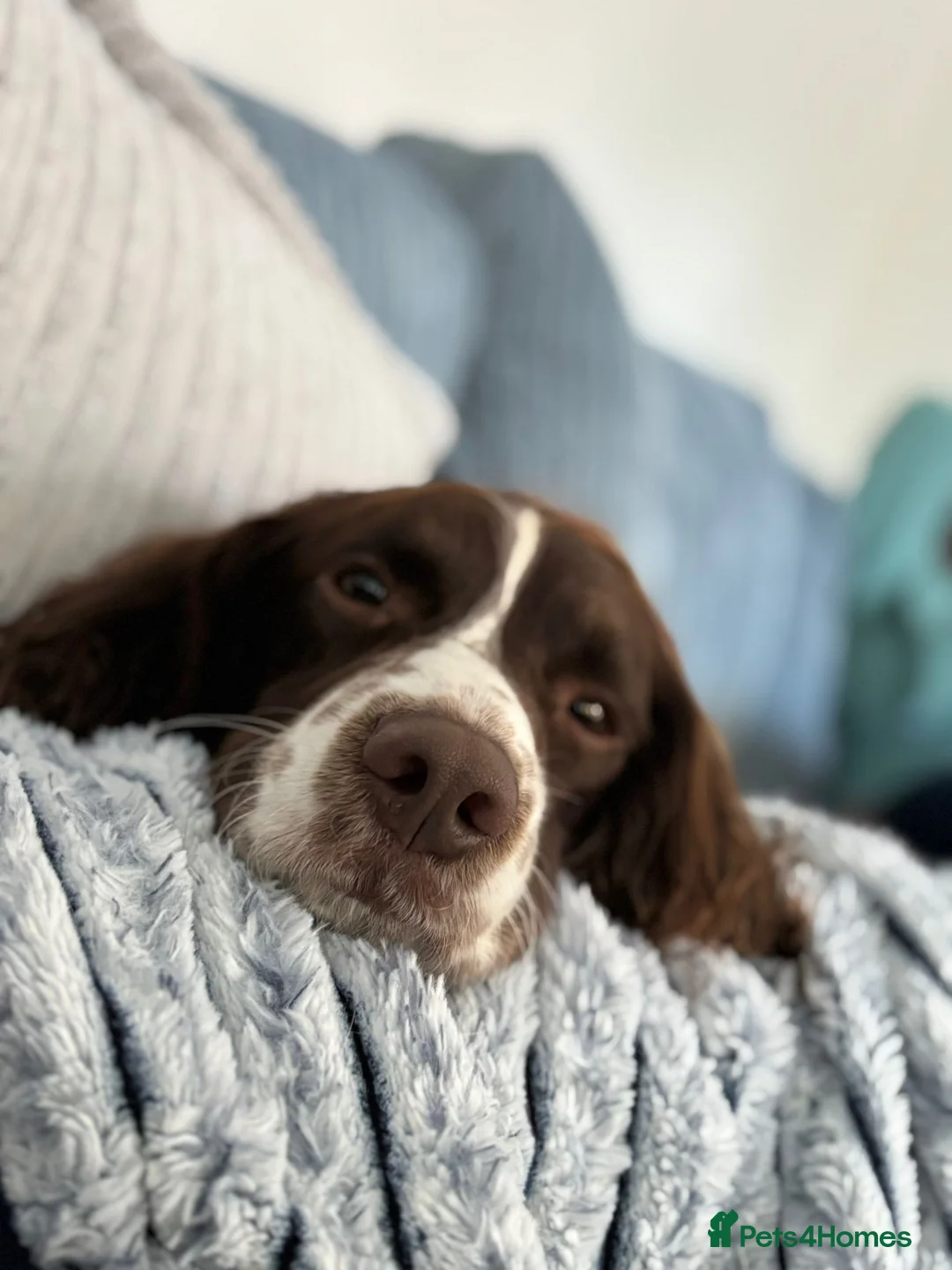 English Springer Spaniel dogs for sale: English Springer Spaniels in Swadlincote - Advert 5