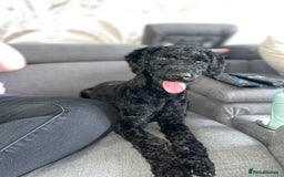 Toy Poodle dogs for sale: Toy Poodle  - Image 8