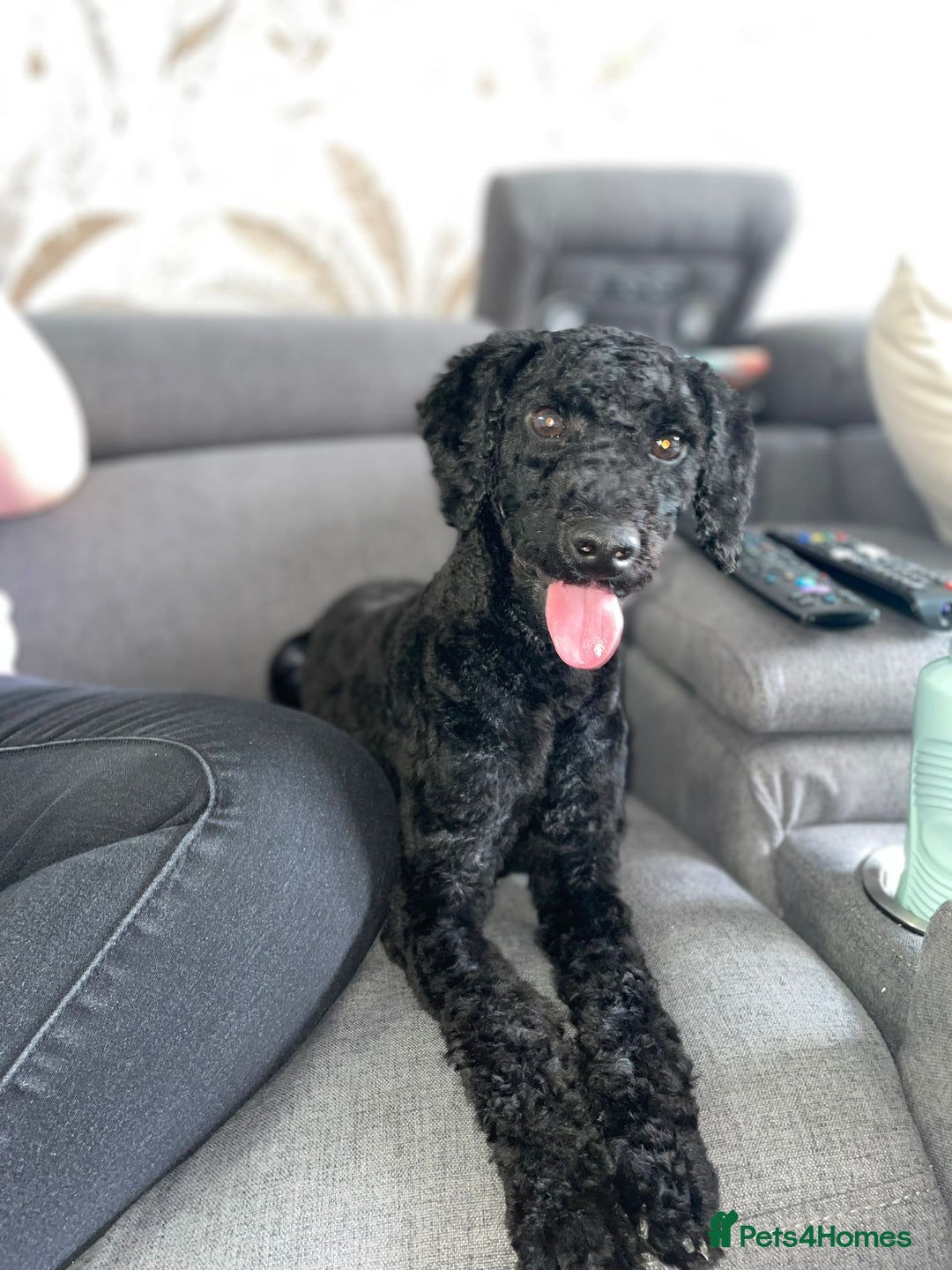 Toy Poodle dogs for sale: Toy Poodle  - Image 8