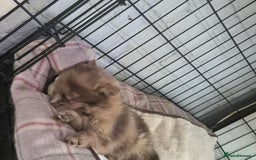 Pomeranian dogs for sale: Pomeranian,  from fully health tested parents  - Image 5