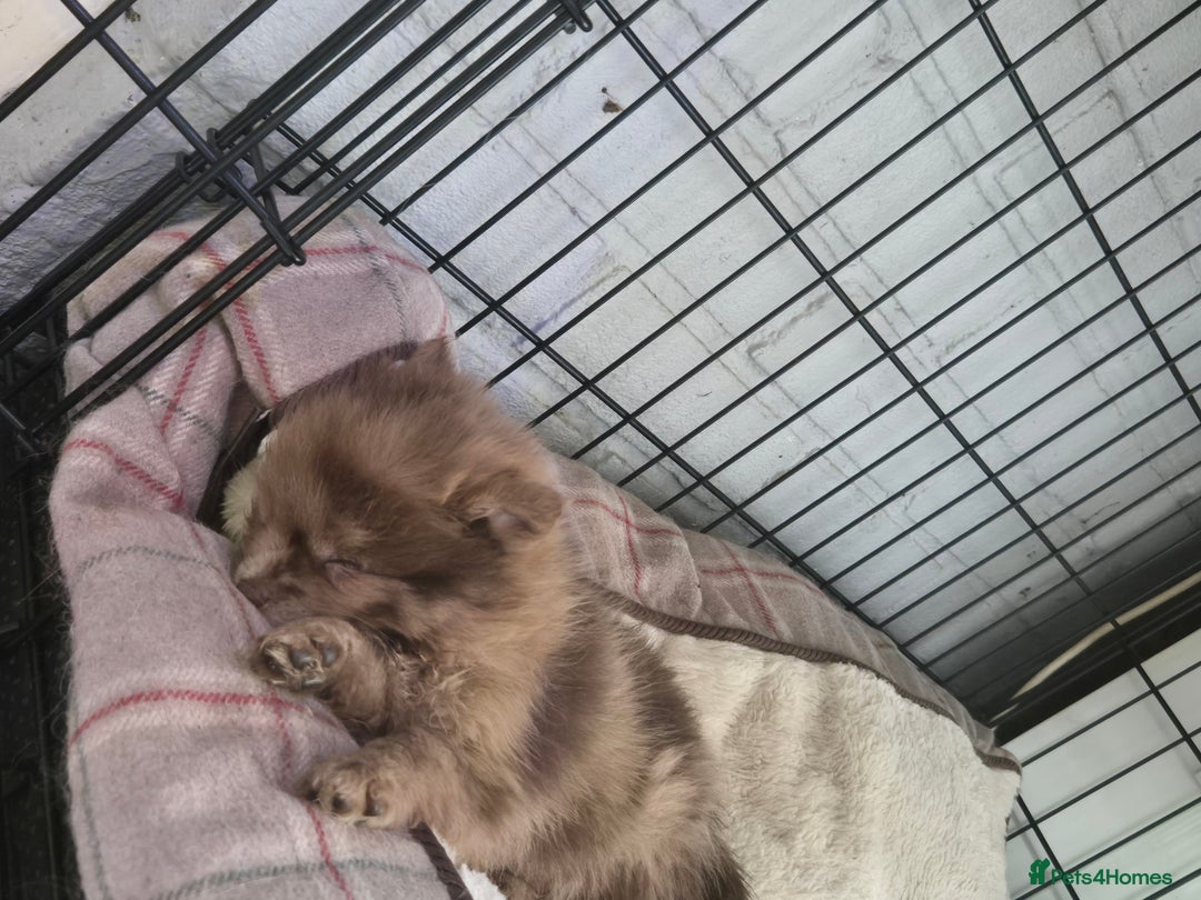 Pomeranian dogs for sale: Pomeranian,  from fully health tested parents  - Image 5