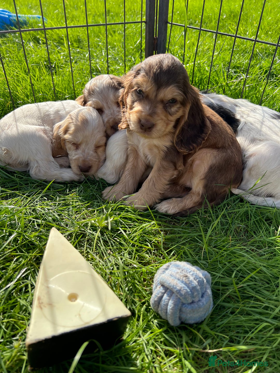 Cocker Spaniel dogs for stud: KC Reg DNA Health Tested Show Cocker Sable Stud in Doncaster - Image 8