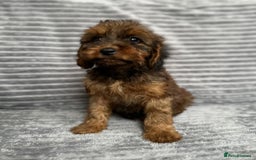 Cockapoo dogs for sale: Adorable Cockapoos looking for forever homes - Image 13