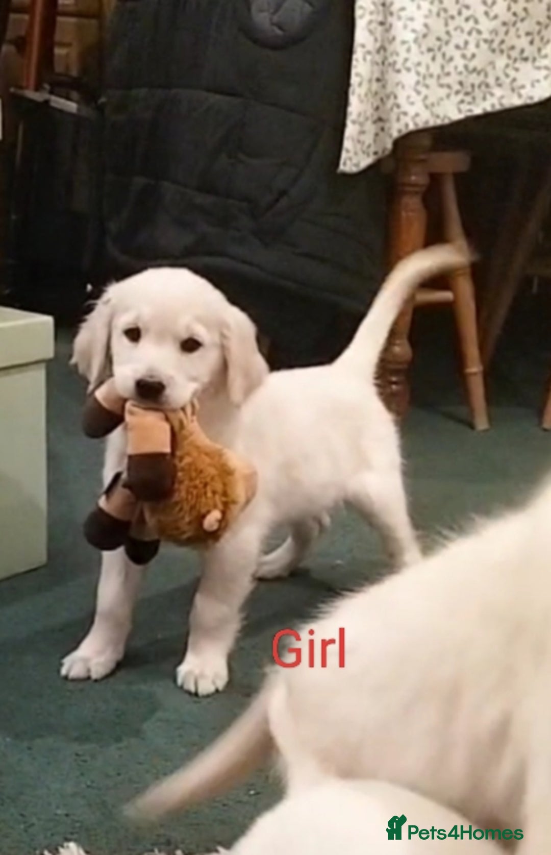 Golden Retriever dogs for sale: GOLDEN RETRIEVER PUPS - Advert 17