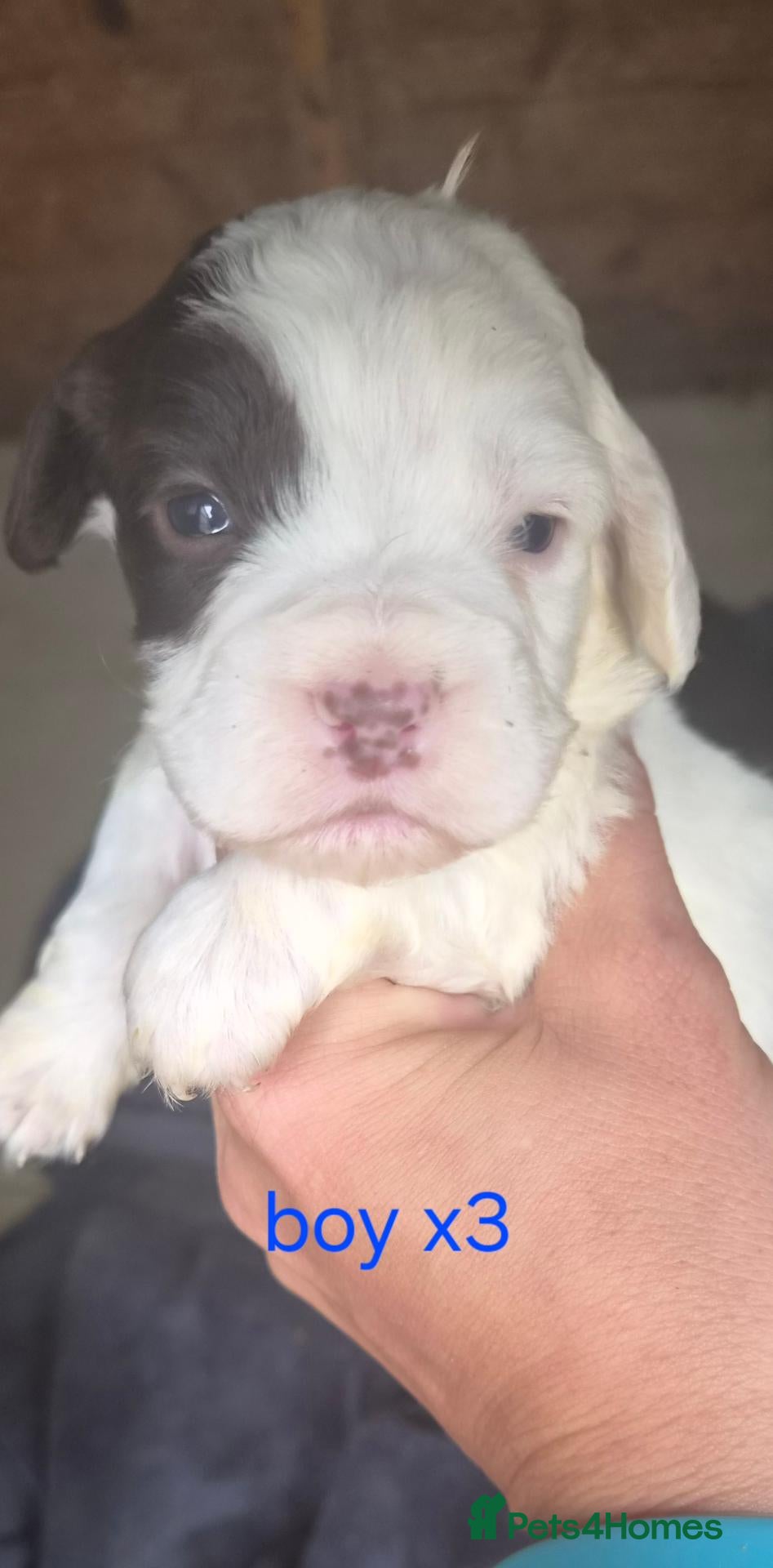 Mixed Breed dogs for sale: 8 mixed puppy's avaliable  - Advert 3