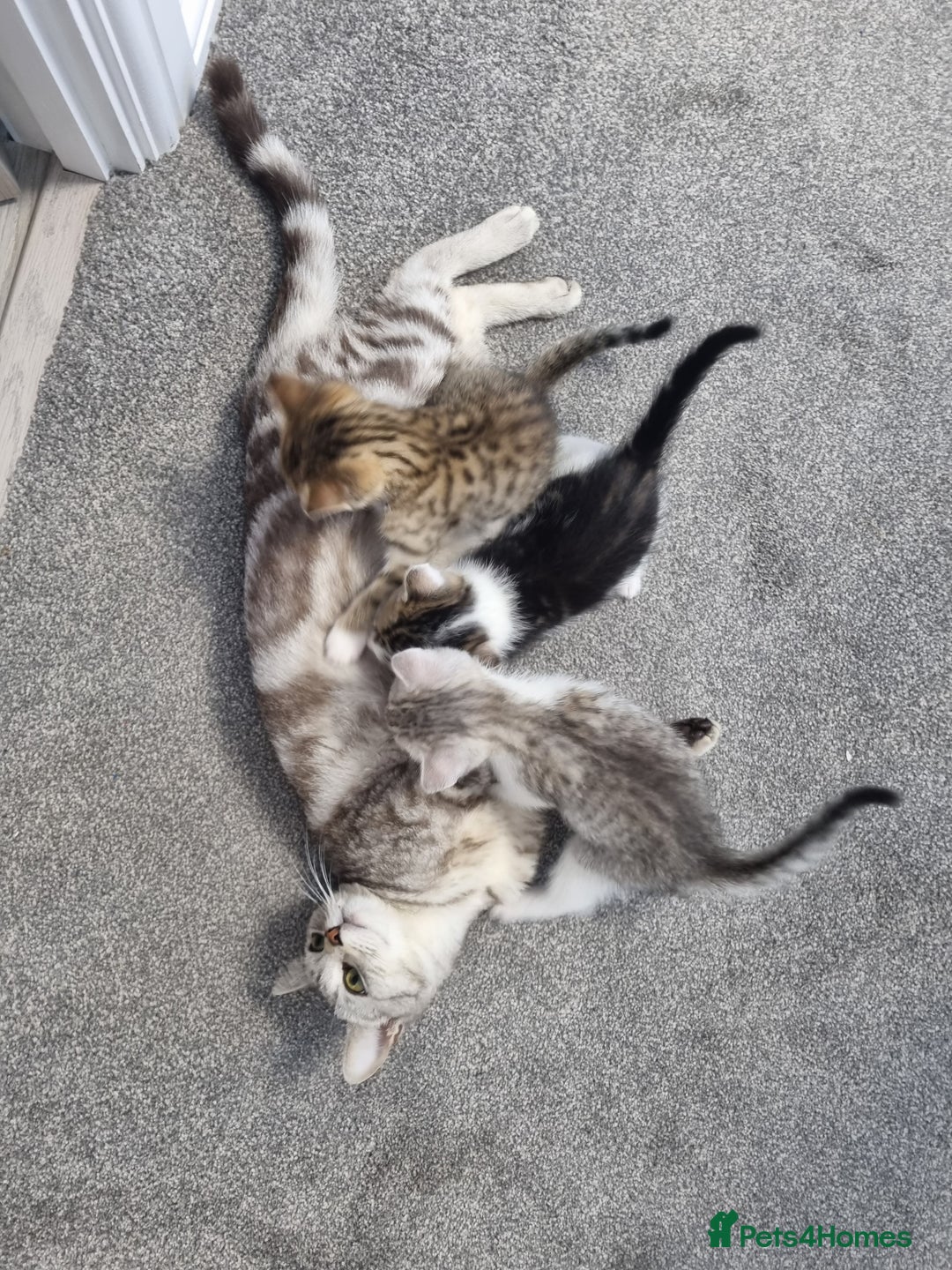 American Shorthair cats for sale: Gorgeous girls looking for new home🏡 - Image 15