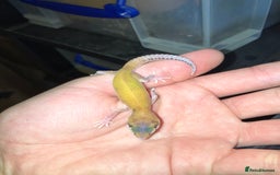 Leopard Gecko reptiles for sale: Baby Leopard Geckos in Downham Market - Image 7