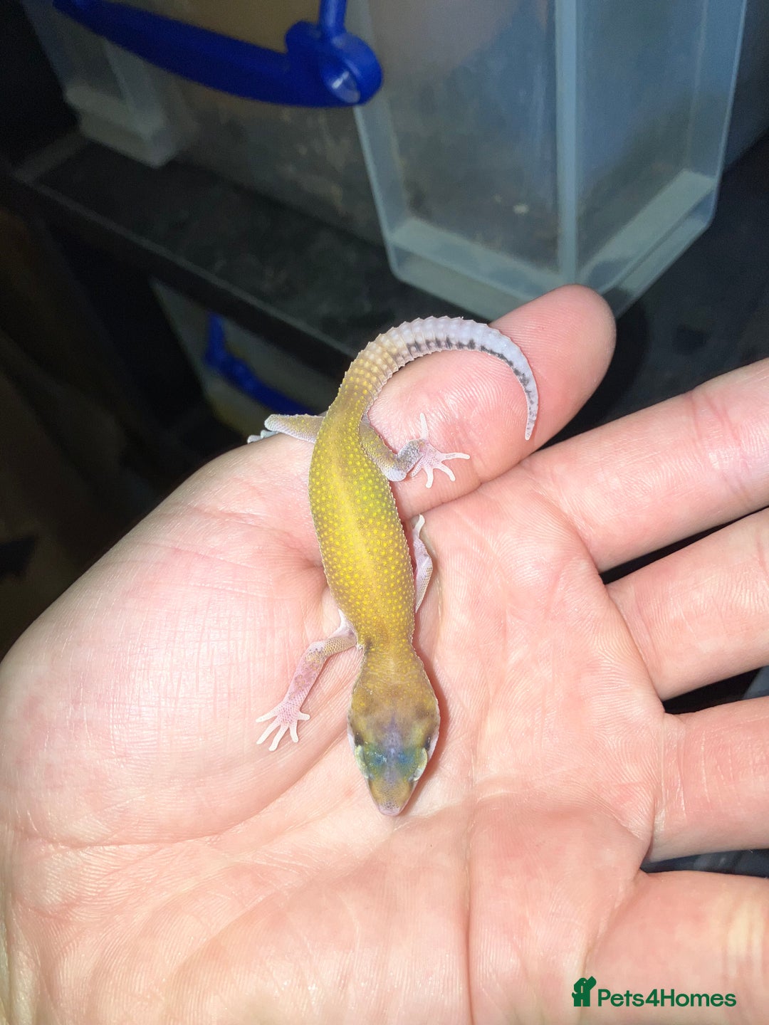 Leopard Gecko reptiles for sale: Baby Leopard Geckos in Downham Market - Image 7