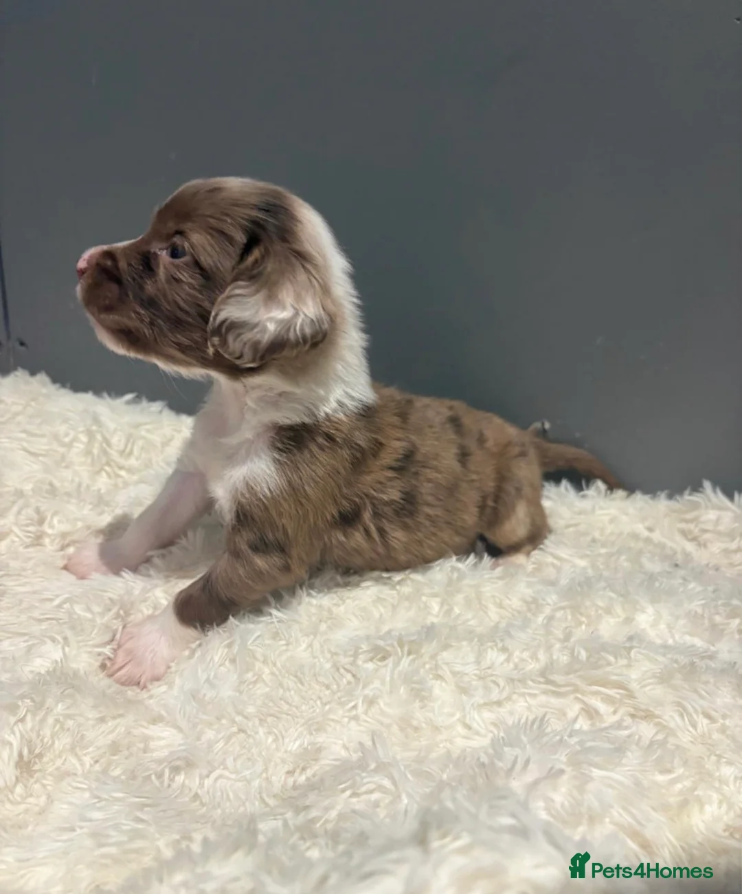 Cockapoo dogs for sale: 4 beautiful cocker-poo pups in Blackwood - Advert 2