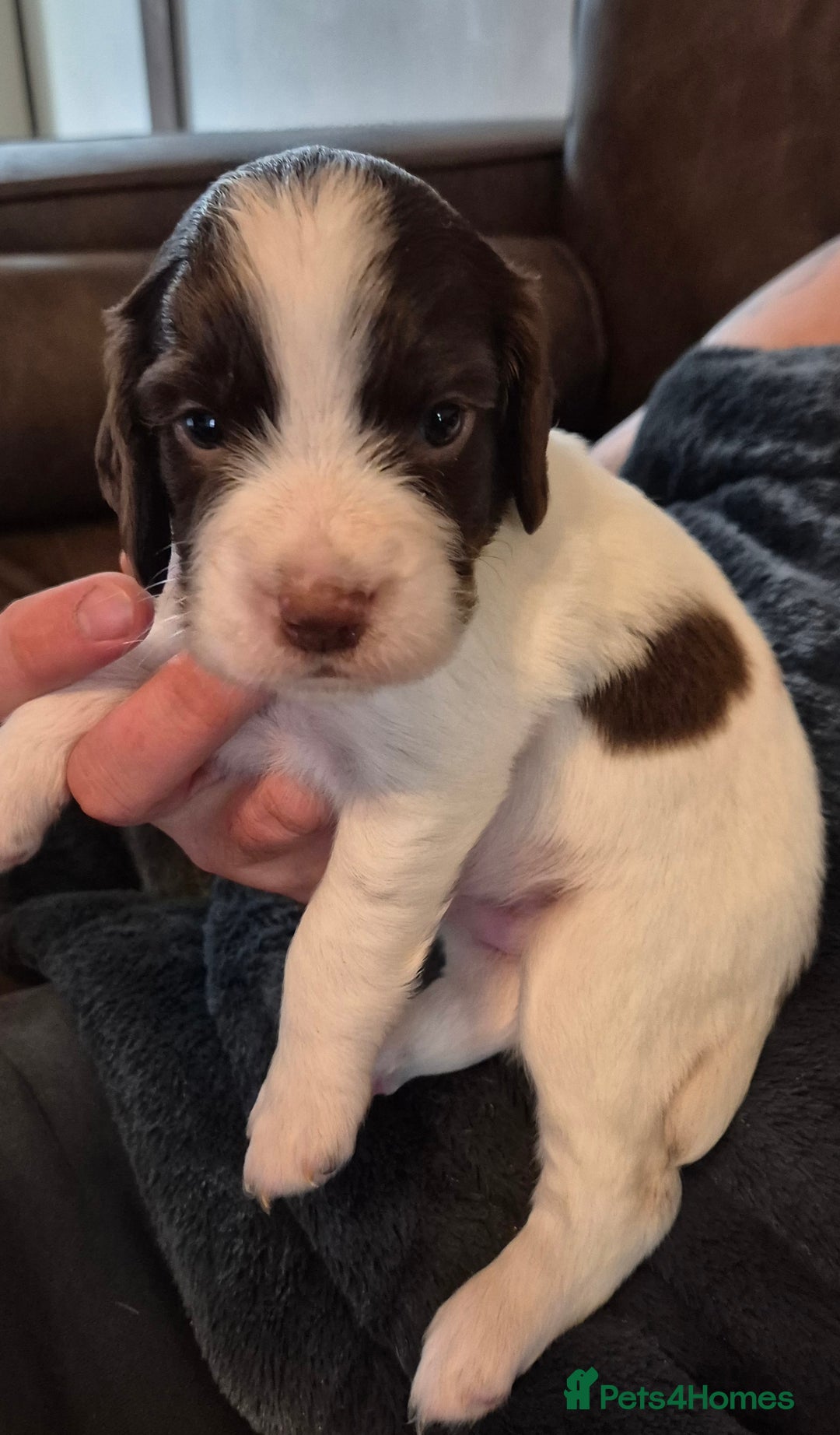 Sprocker dogs for sale: Sprocker F1  - Image 5