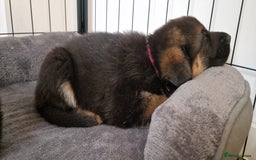 German Shepherd dogs for sale: KC registered German shepherd puppies - Image 20