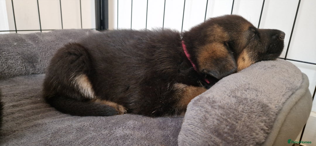 German Shepherd dogs for sale: KC registered German shepherd puppies - Image 20