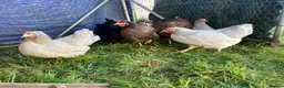 Chickens poultry for sale: Wyandotte Bantam Point of Lay  - Advert 4