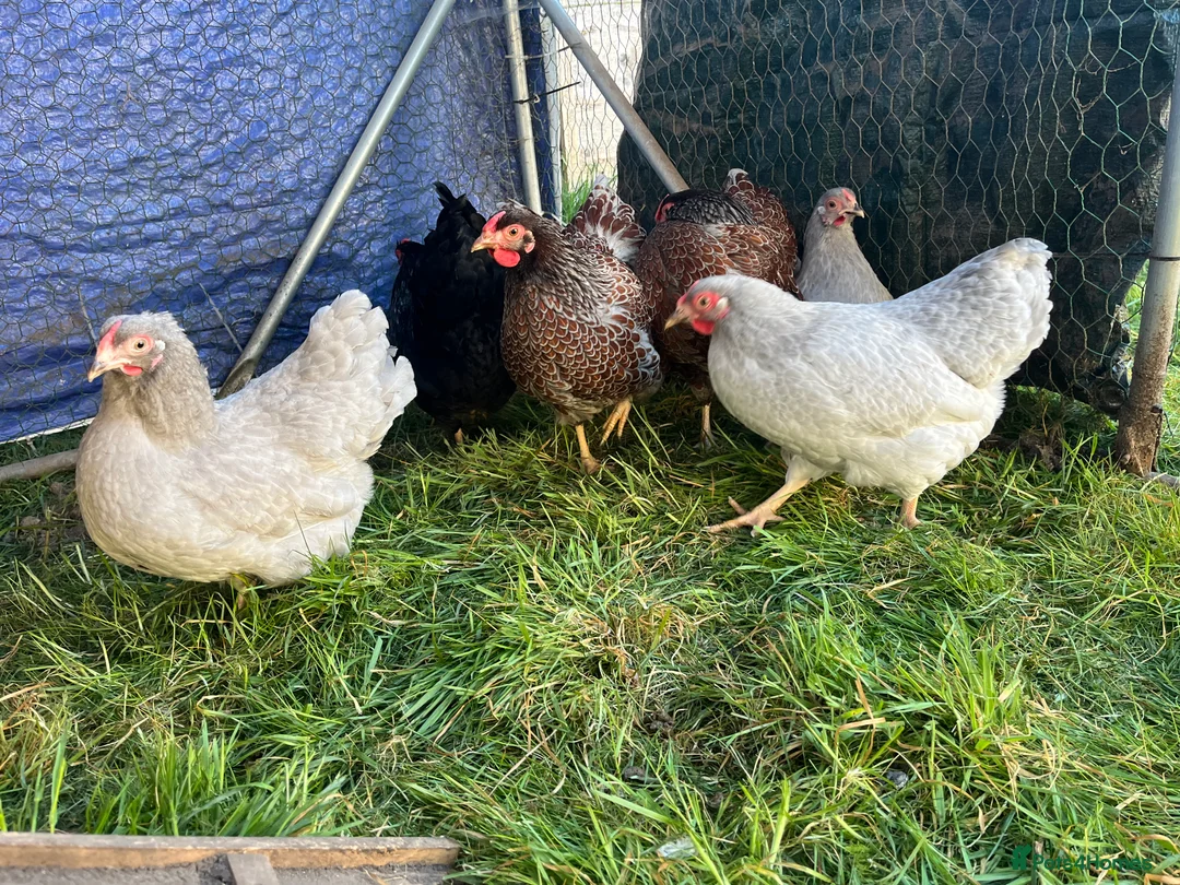 Chickens poultry for sale: Wyandotte Bantam Point of Lay  - Advert 4