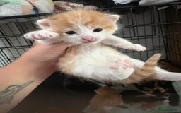 Mixed Breed cats for sale: Gorgeous ginger n mixed colour kittens - Image 18