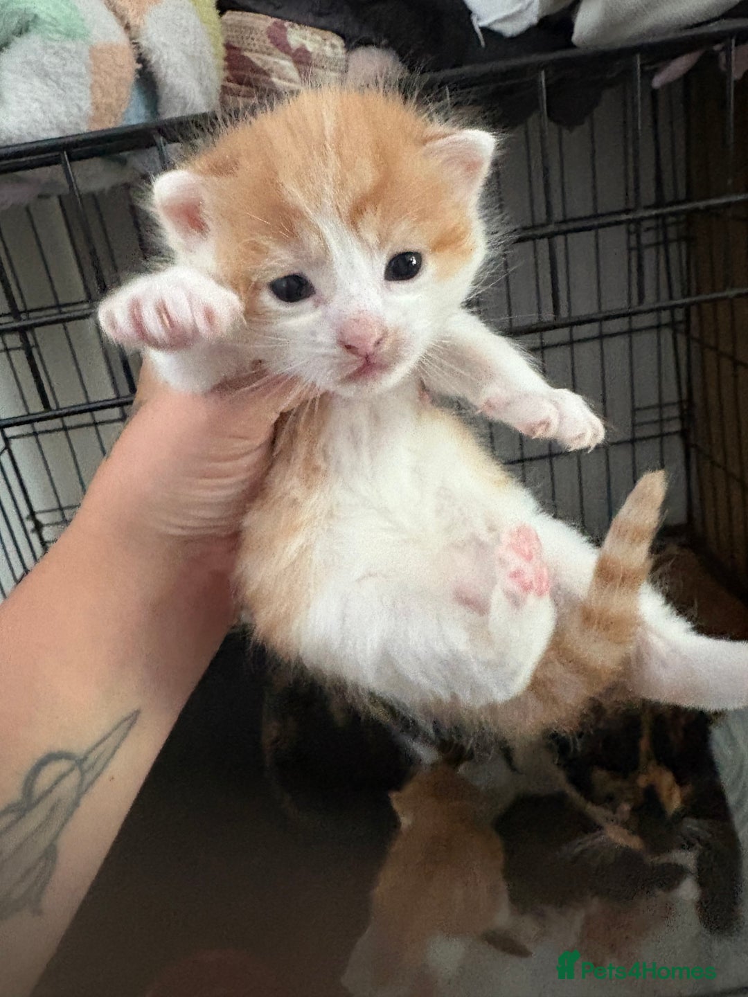 Mixed Breed cats for sale: Gorgeous ginger n mixed colour kittens - Image 18