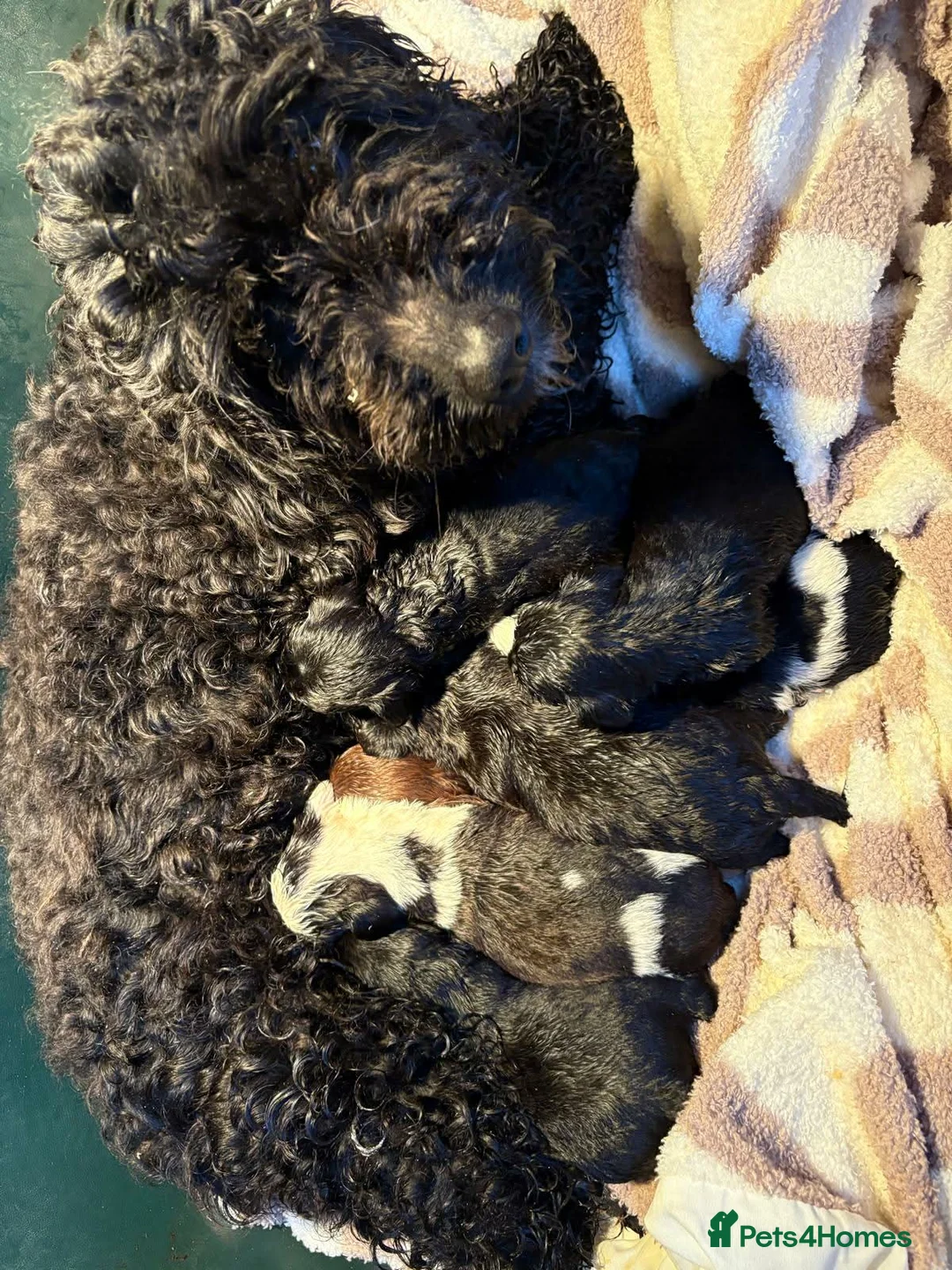 Mixed Breed dogs for sale: Beautiful Yorkie poo puppies in Bristol - Advert 1