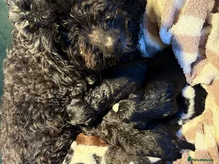 Mixed Breed dogs Beautiful Yorkie poo puppies in Bristol - Advert 1