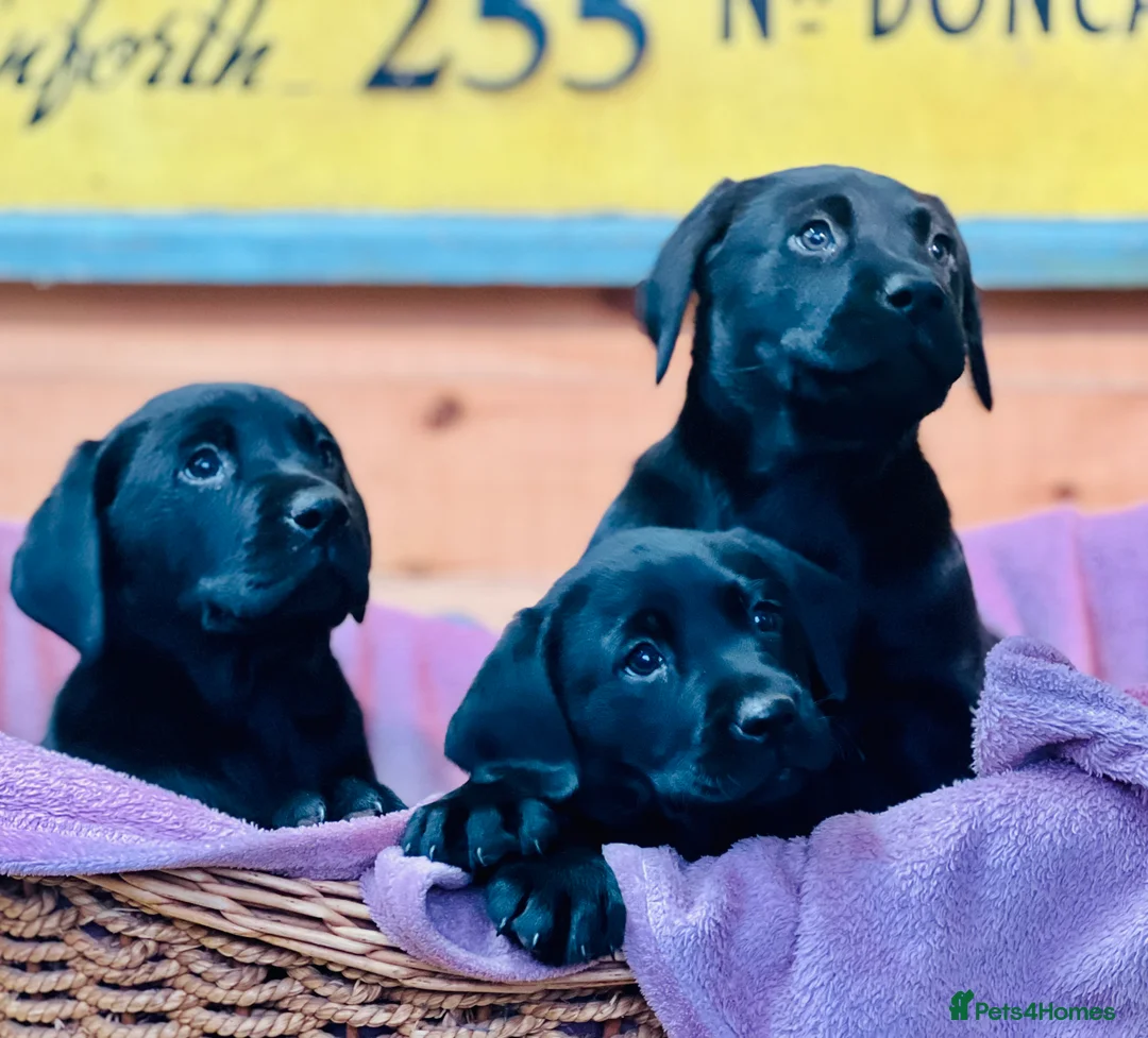 Labrador Retriever dogs for sale: KC Labrador Pups Chunky Traditional  Working - Advert 15