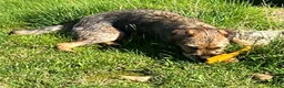 Border Terrier dogs for sale: Border Terrier Male  - Advert 3