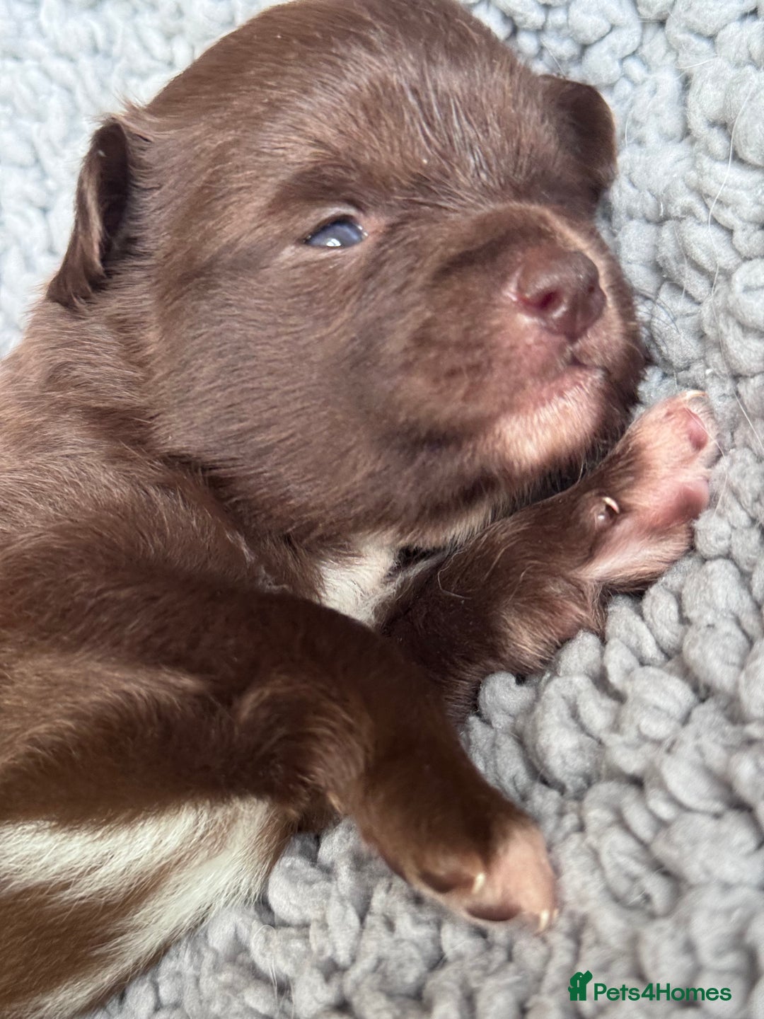 Pomchi dogs for sale: 💖 Beautiful Pomchi Pups 💖 - Image 2