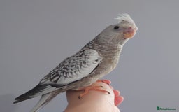 Cockatiels birds for sale: Hand reared silly tame DNA sexed baby cockatiels  - Image 22