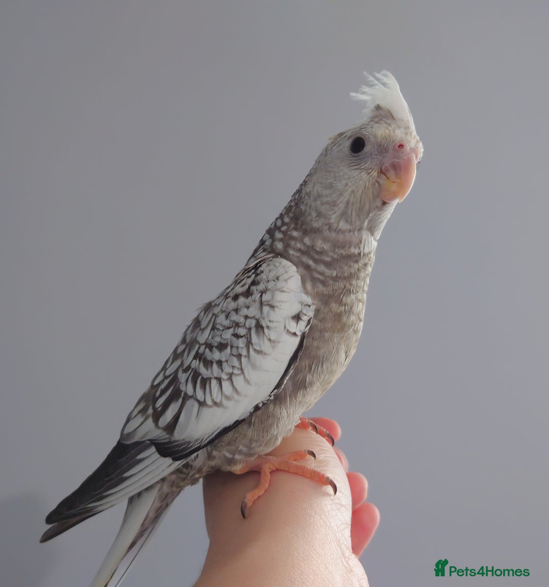 Cockatiels birds for sale: Hand reared silly tame DNA sexed baby cockatiels  - Image 22