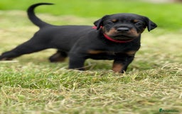 Dobermann dogs for sale: Exceptional Confident European Doberman puppies - Image 20