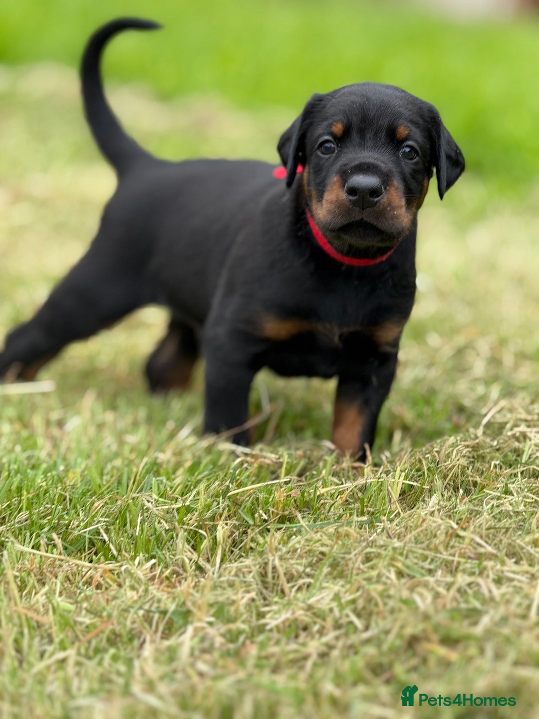 Dobermann dogs for sale: Exceptional Confident European Doberman puppies - Image 20