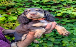 Cocker Spaniel dogs for sale: Brown and Tan cocker spaniel puppies - Image 4