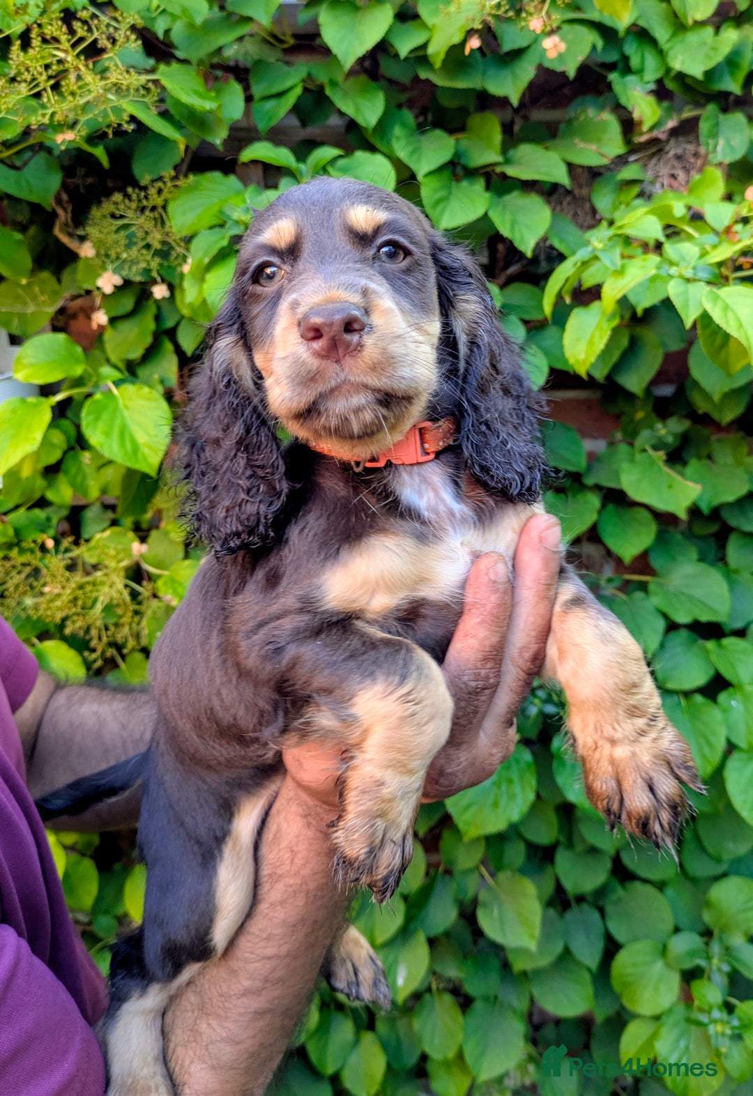 Cocker Spaniel dogs for sale: Brown and Tan cocker spaniel puppies - Image 4