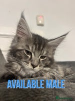Maine Coon cats TICA Maine Coon Kittens Ready Dec! 🎁 - Advert 11