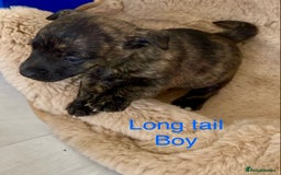 Jack Russell dogs for sale: Bob tail jacks  - Image 4