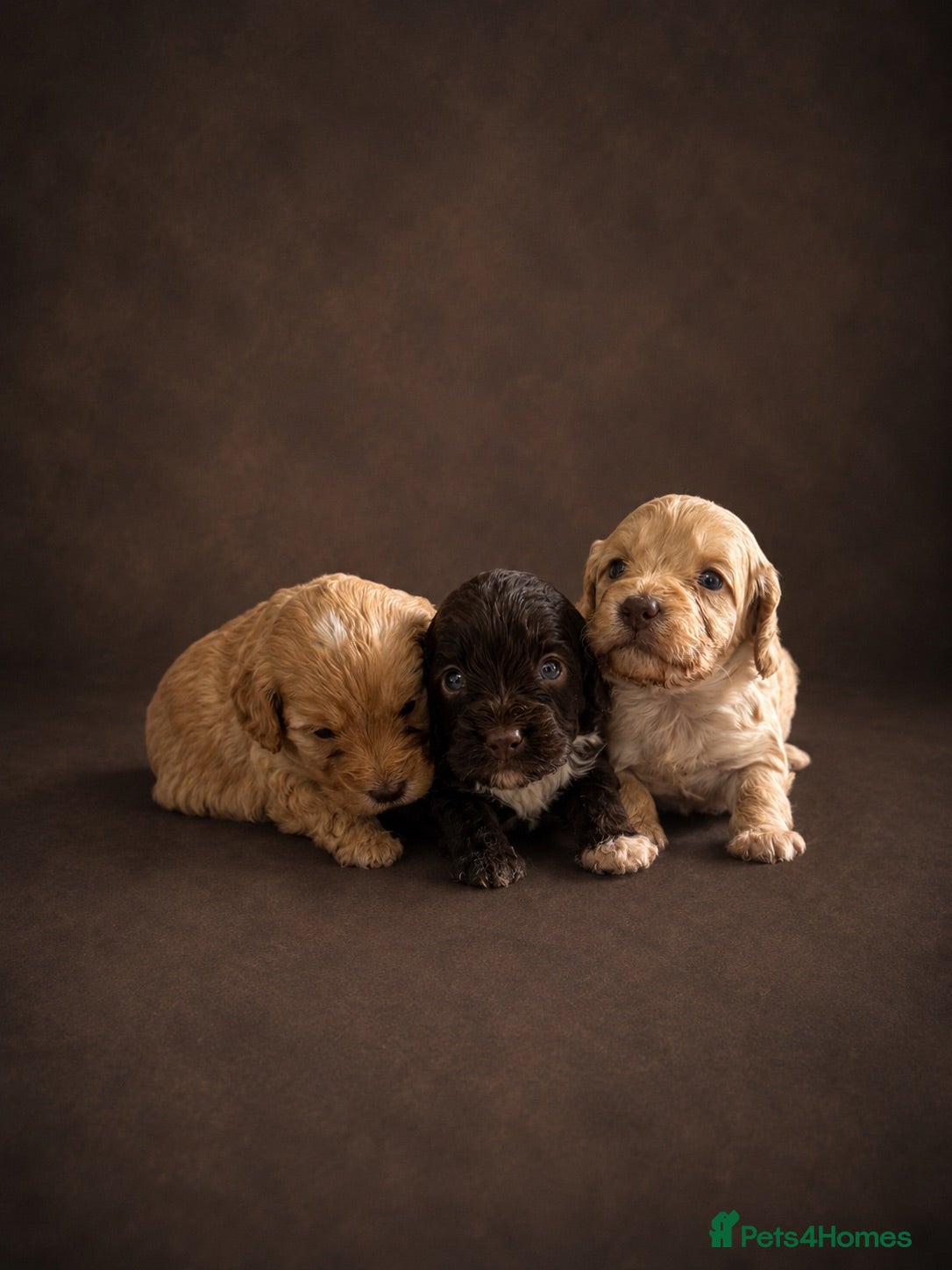 Cockapoo dogs F1 Cockapoo Puppies  - Advert 1