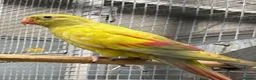Cockatiels birds for sale: Breeding cockatiels for sale. - Advert 5