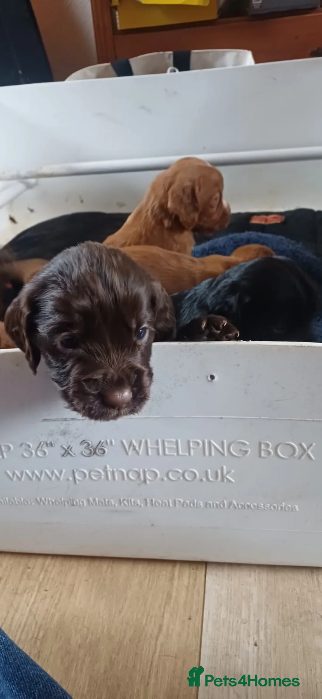Cocker Spaniel dogs for sale: Cocker spaniel Puppies - Advert 4