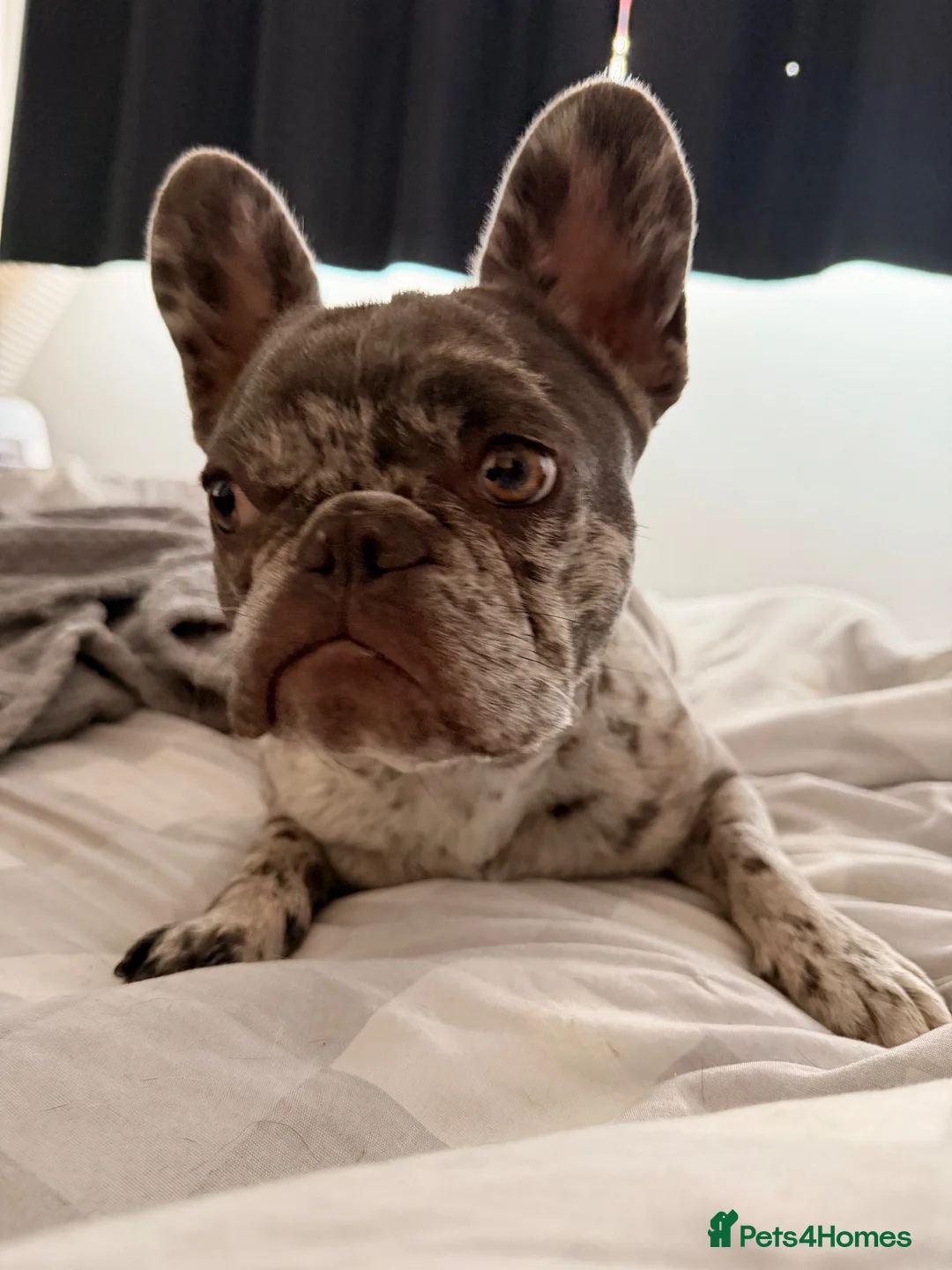 French Bulldog dogs for sale: Loving home needed - Advert 2