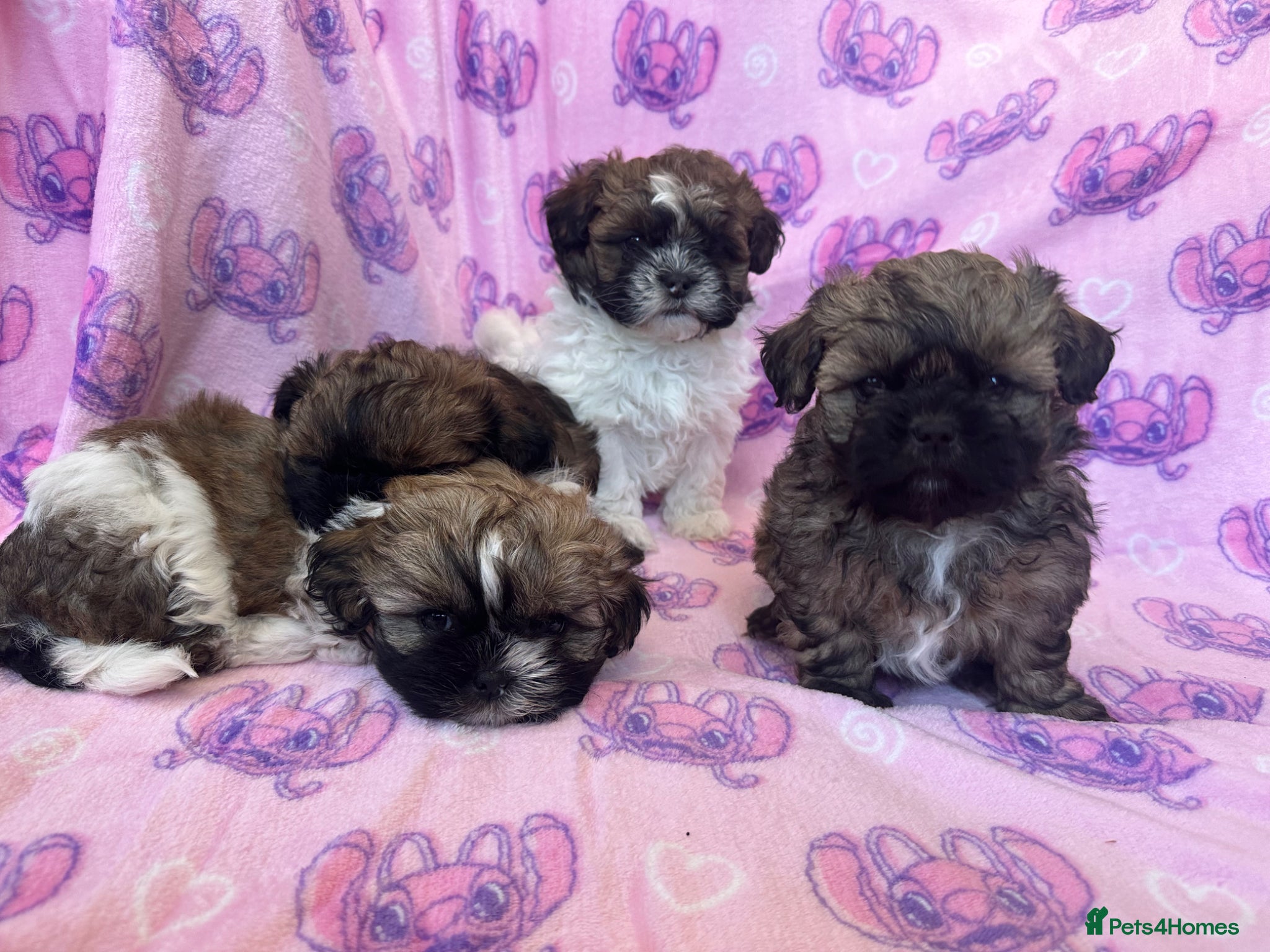 Shihpoo dogs Shihpoo puppies for sale  - Advert 2