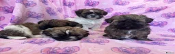 Shihpoo dogs for sale: Shihpoo puppies for sale  - Advert 2