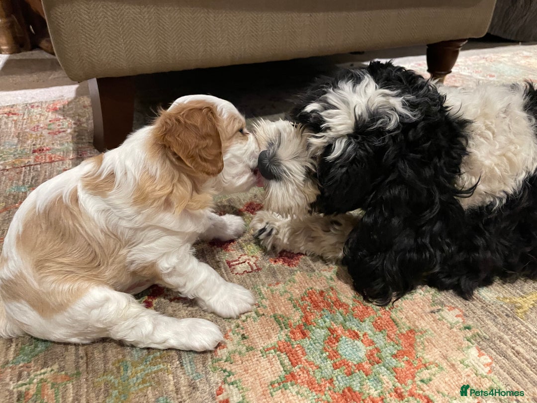 Cavapoo dogs for sale: Perfect family Cavapoos. Home raised, ready 28 Oct - Image 12