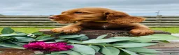 Cocker Spaniel dogs for sale: Issy & Finn Puppies  - Advert 11