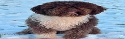 Spanish Water Dog dogs for sale: Spanish water dog  - Advert 22
