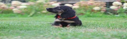 Miniature Dachshund dogs for sale: Outstanding KC Black & Tan Miniature Dachshund Boy - Advert 8