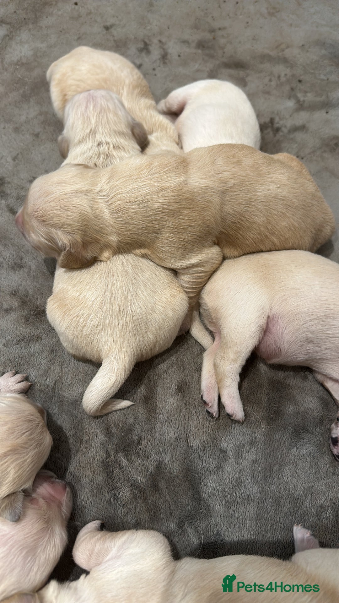 Golden Retriever dogs for sale: Golden retriever puppies - Image 4