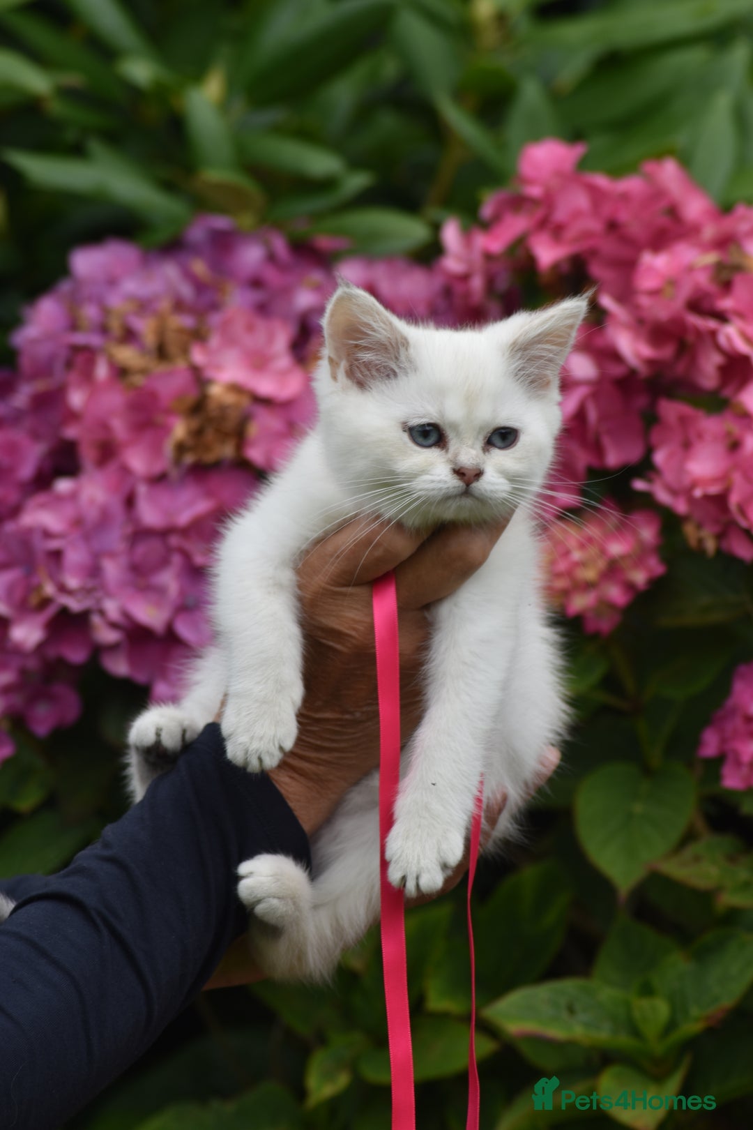 British Shorthair cats for sale: Champion sired Golden Colourpoint Kittens  - Image 35