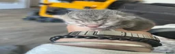 British Shorthair cats for sale: Gorgeous British Short Hair x Snow Bengal Kittens - Advert 10