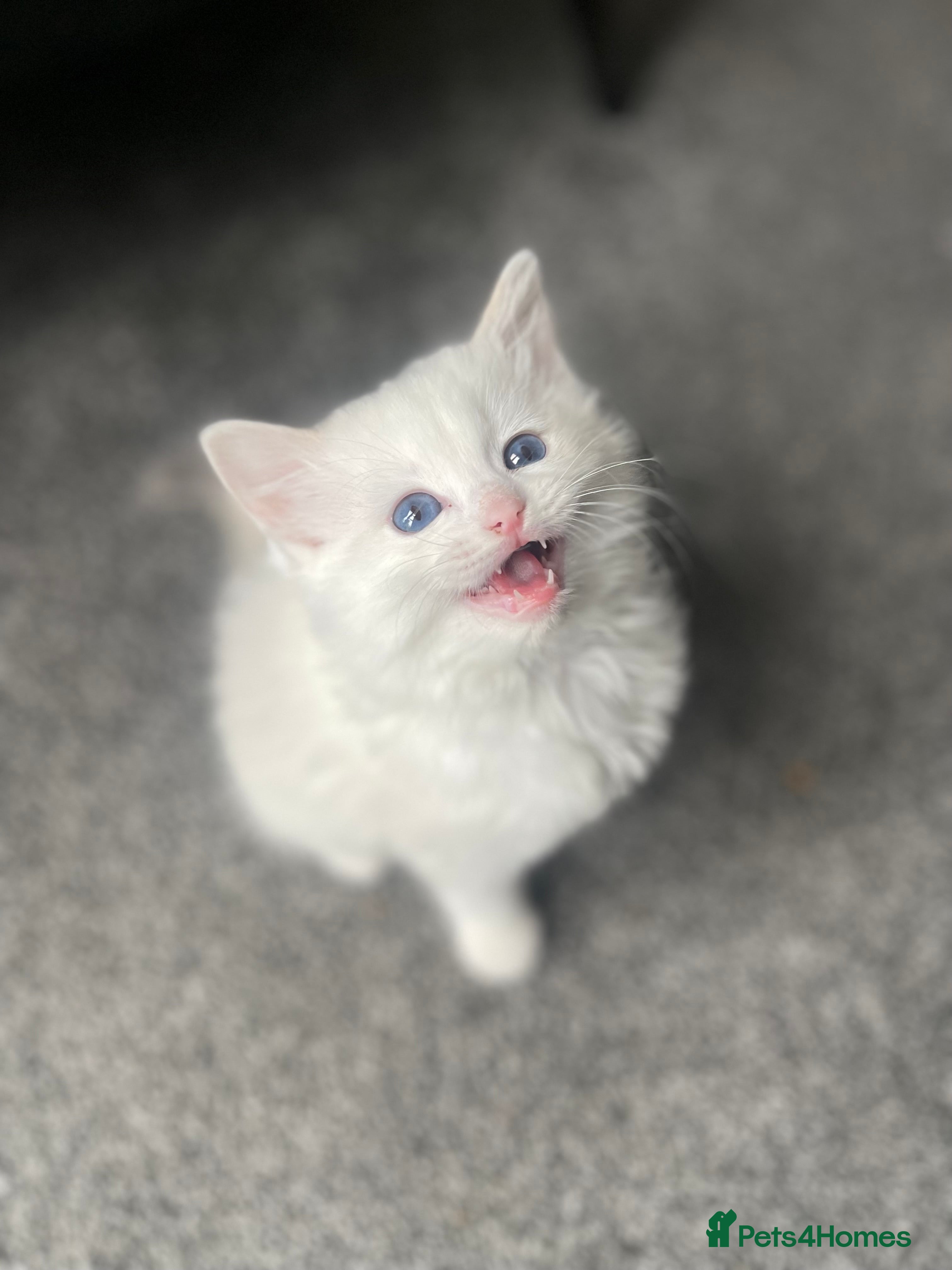 Ragdoll cats GCCF registered Ragdoll kittens purebred pedigree  - Advert 2