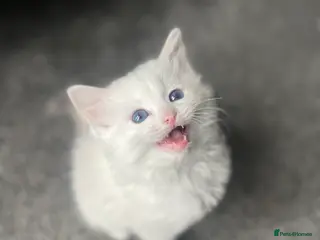 Ragdoll cats GCCF registered Ragdoll kittens purebred pedigree - Advert 2