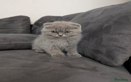 British Longhair cats for sale: British shorthair - Image 13