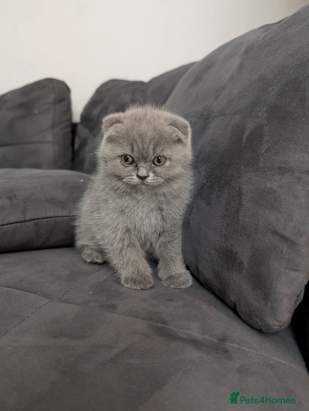 British Longhair cats for sale: British shorthair - Image 13